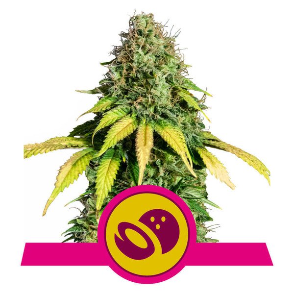 Royal Queen Seeds Somango XL feminisiert