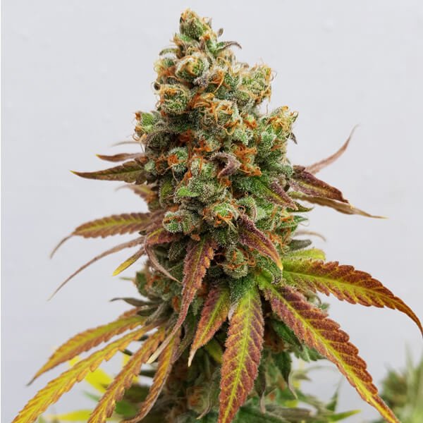 Royal Queen Seeds Special Queen #1 Feminisiert