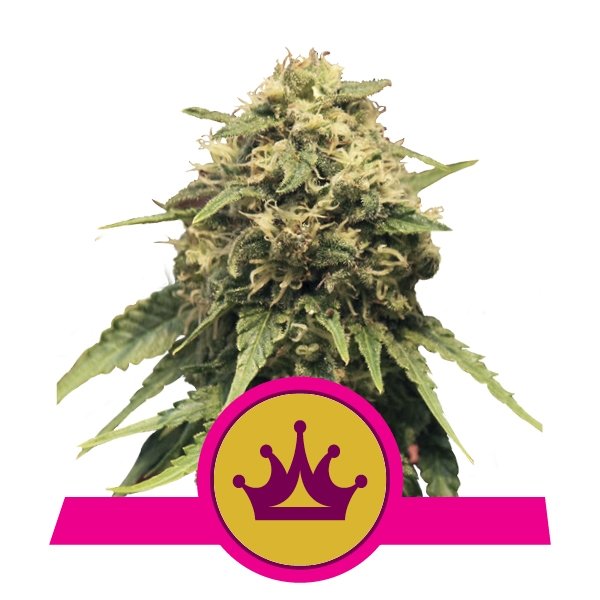 Royal Queen Seeds Special Queen #1 Feminisiert