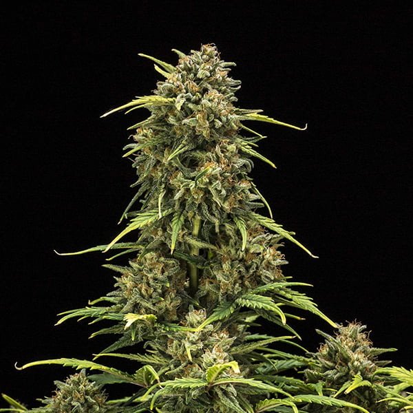 Royal Queen Seeds Sweet Skunk Automatic Feminisierte Autoflower