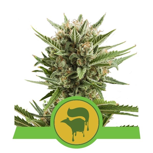 Royal Queen Seeds Sweet Skunk Automatic Feminisierte Autoflower