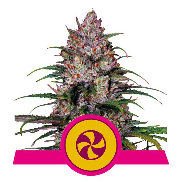 Royal Queen Seeds Sweet ZZ Feminisiert