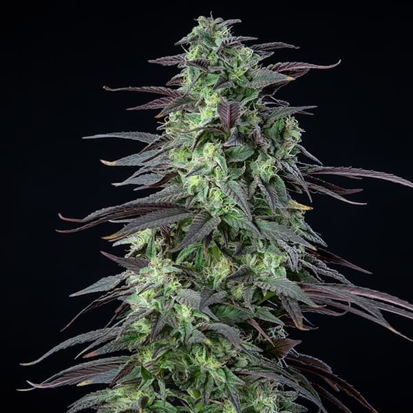 Royal Queen Seeds Skunk XL feminisiert