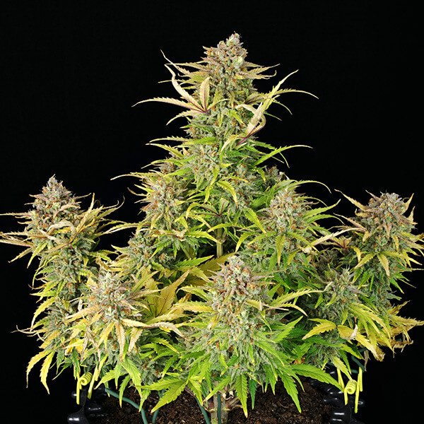 Royal Queen Seeds Sweet ZZ Automatic Feminisierte Autoflower