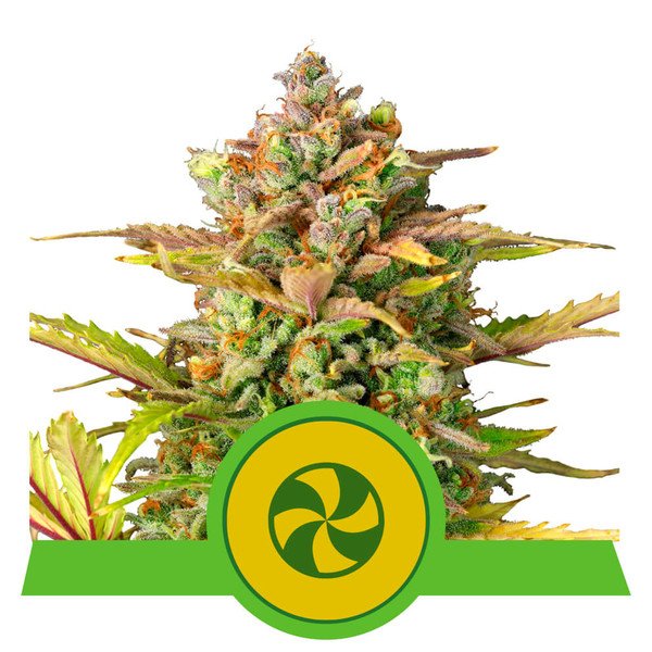 Royal Queen Seeds Sweet ZZ Automatic Feminisierte Autoflower