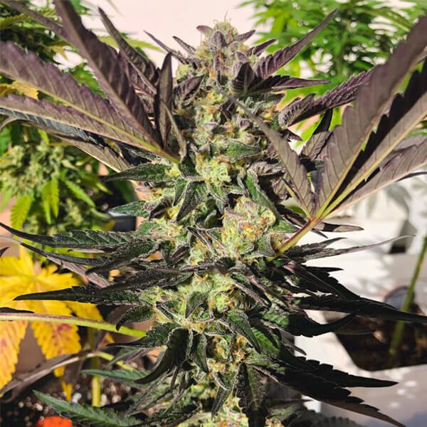 Royal Queen Seeds Wedding Gelato Feminisiert