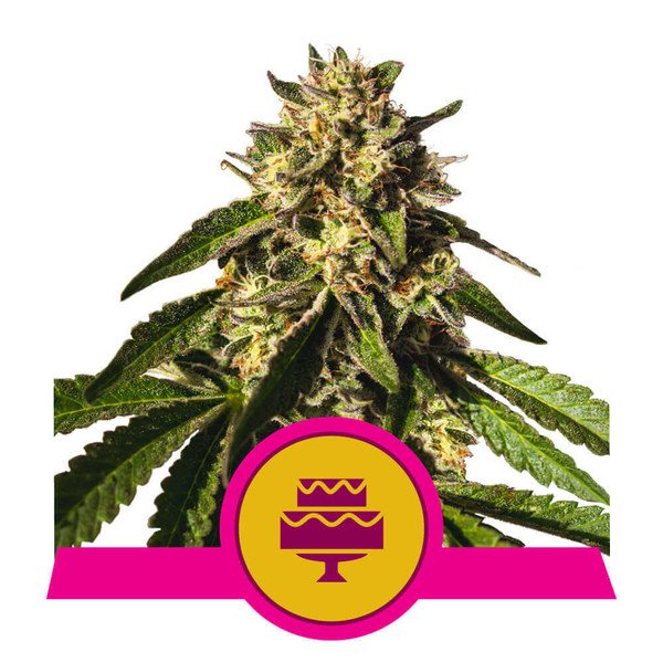 Royal Queen Seeds Wedding Gelato Feminisiert