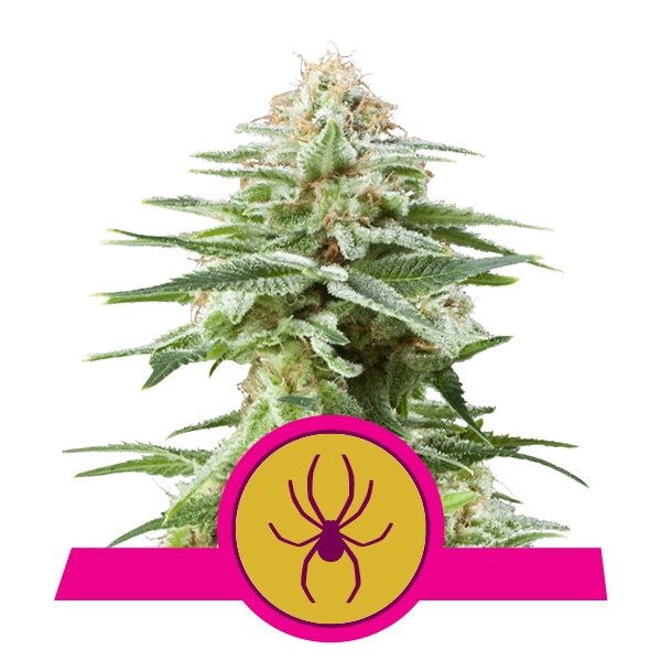 Royal Queen Seeds White Widow Feminisiert