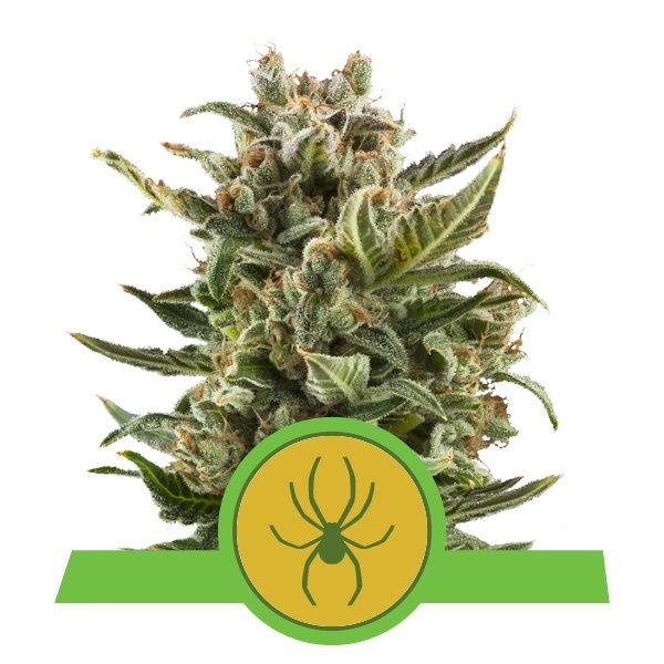 Royal Queen Seeds White Widow Automatic Feminisierte Autoflower