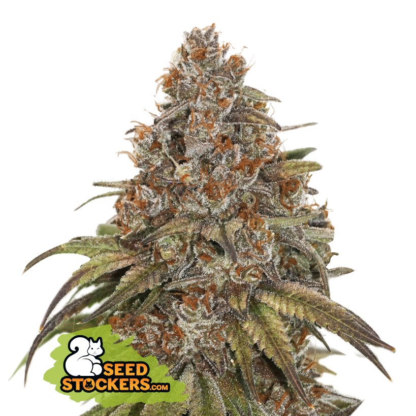 Seedstockers Blackberry Gum Auto Feminisiert Autoflower