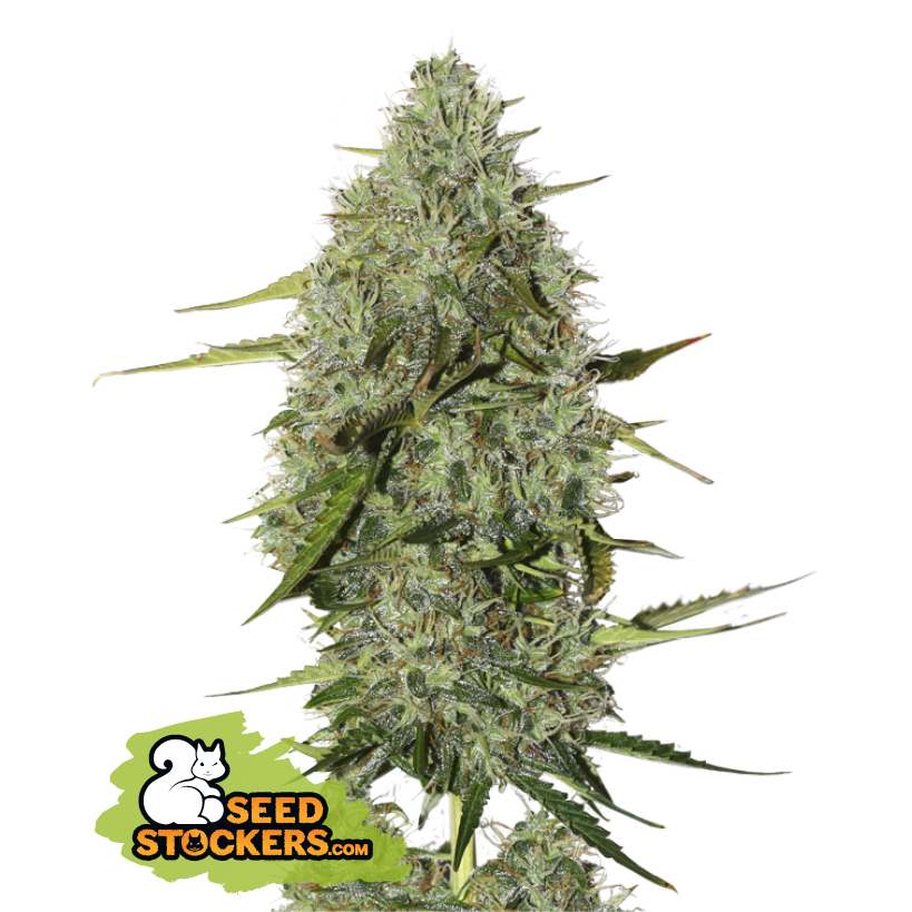 Seedstockers BCN Critical XXL Auto Large Pack Feminisierte Autoflower