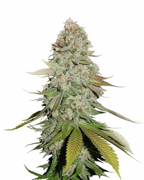 Seedstockers Fruit Cake Auto Feminisiert Autoflower