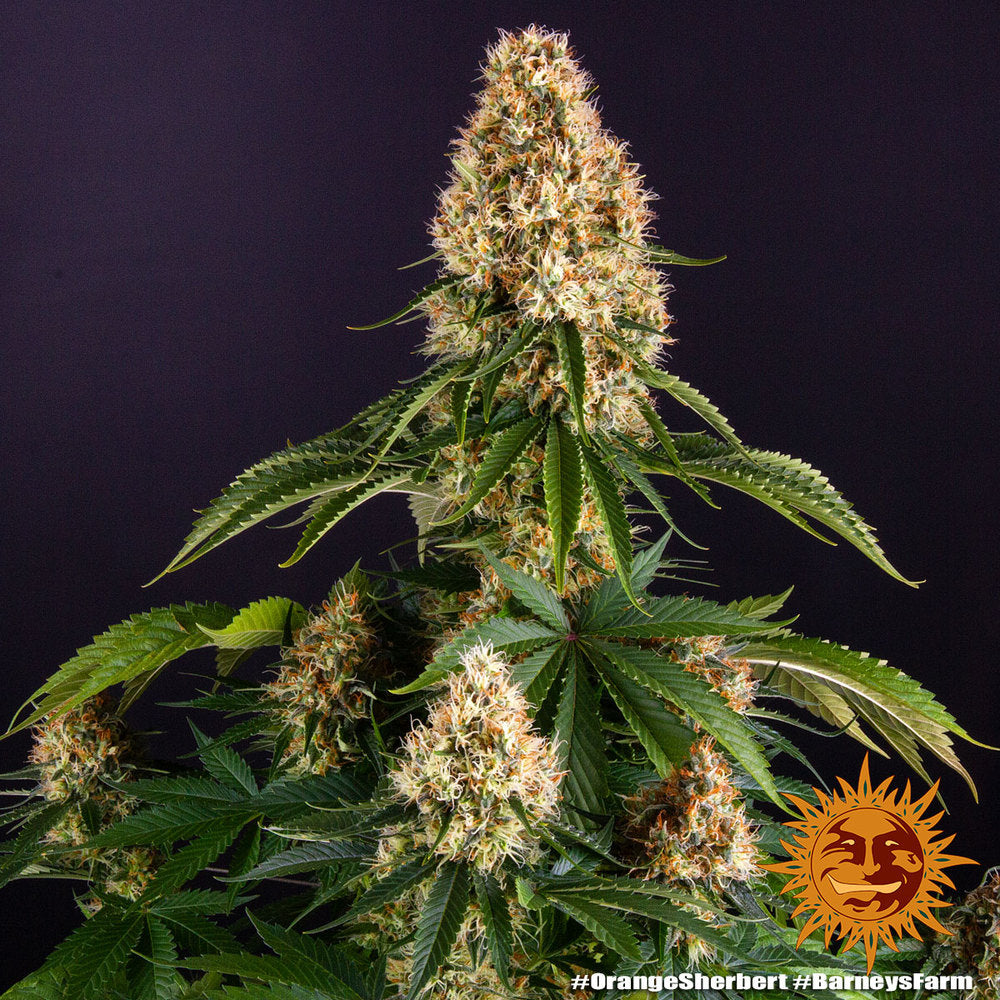 Barney's Farm Orange Sherbert Feminisiert