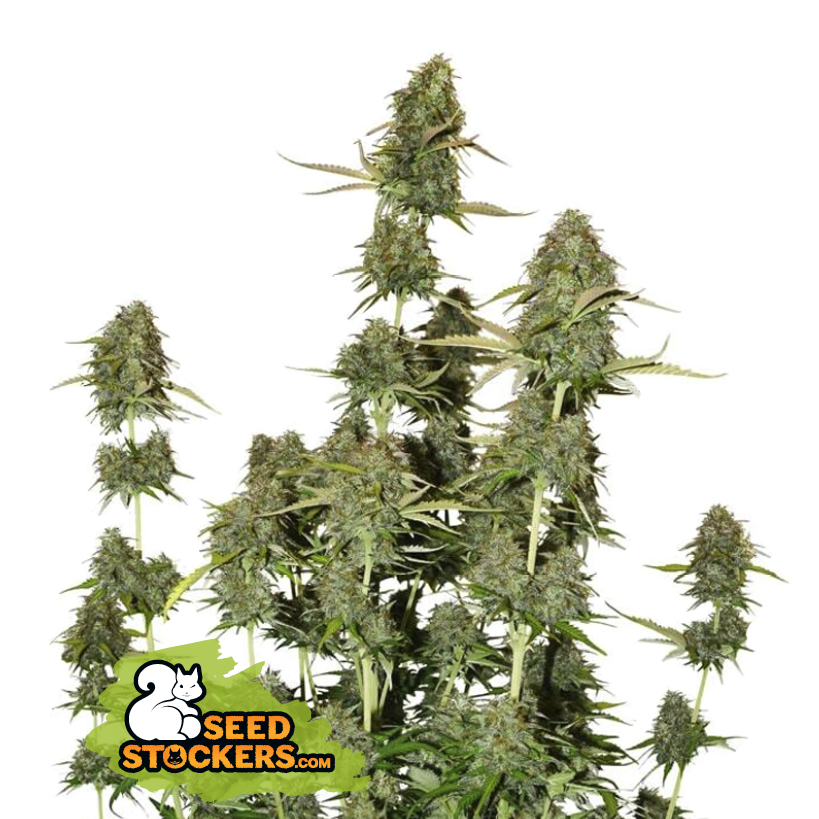 Seedstockers BCN Power Plant Auto Feminisierte Autoflower