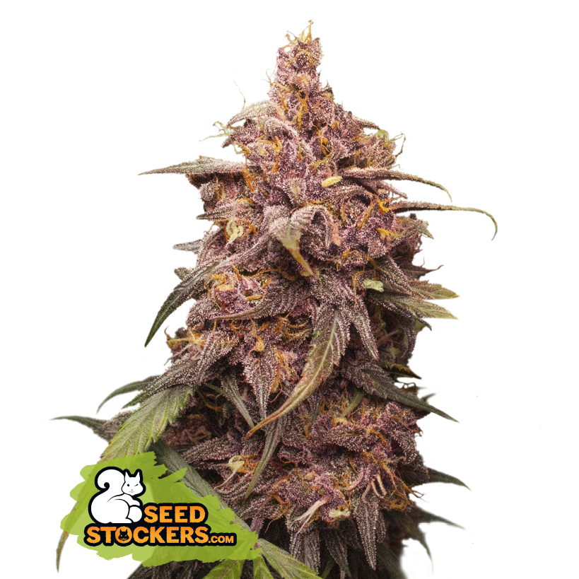 Seedstockers Purple Punch Feminisiert