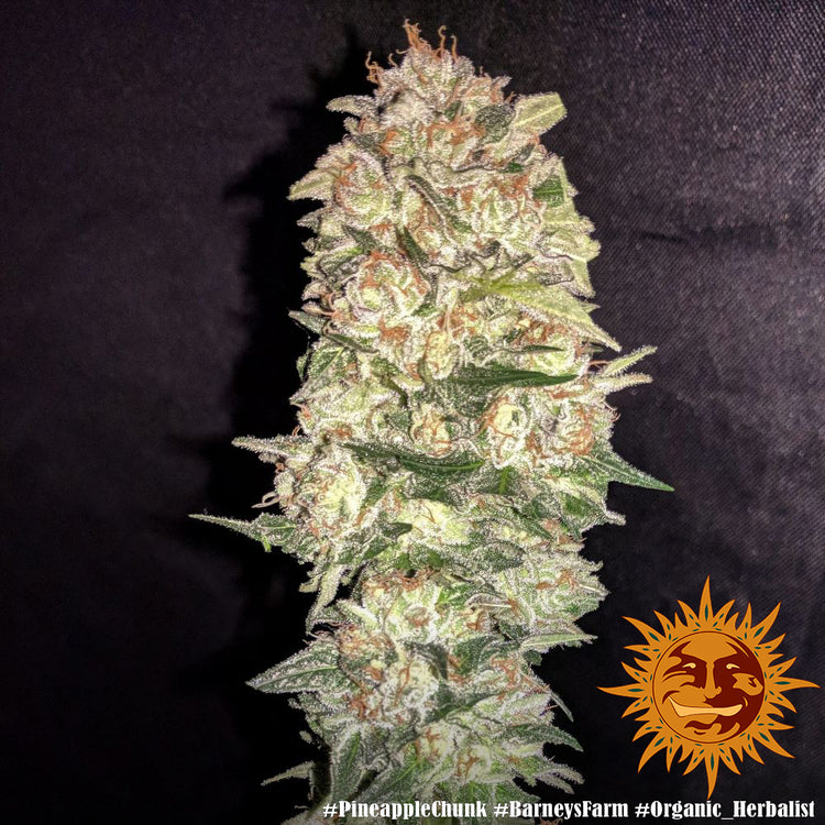 Barney's Farm Pineapple Chunk Feminisiert