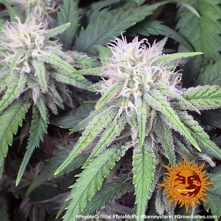 Barney's Farm Peyote Critical Feminisiert