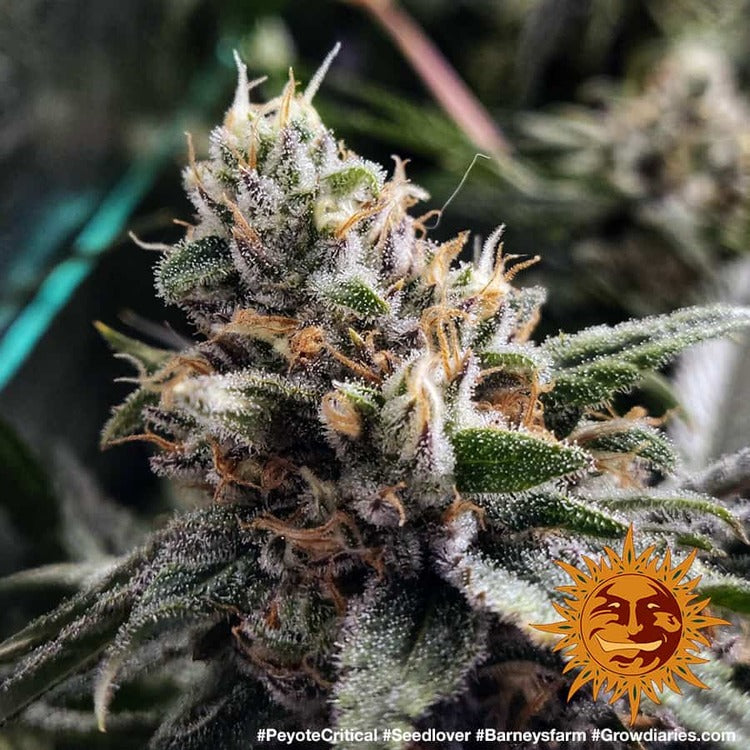 Barney's Farm Peyote Critical Feminisiert