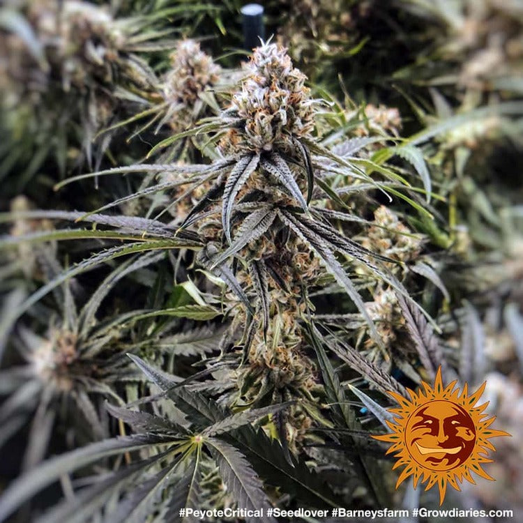 Barney's Farm Peyote Critical Feminisiert