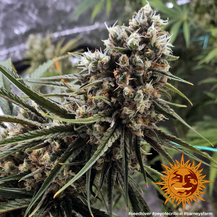 Barney's Farm Peyote Critical Feminisiert