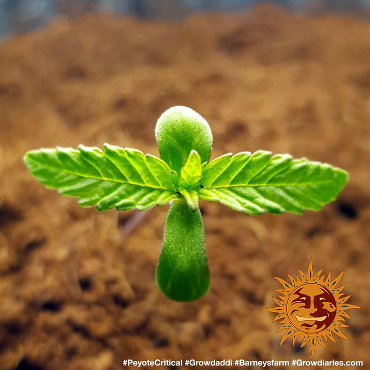 Barney's Farm Peyote Critical Feminisiert