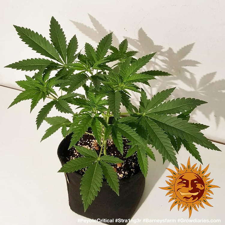 Barney's Farm Peyote Critical Feminisiert