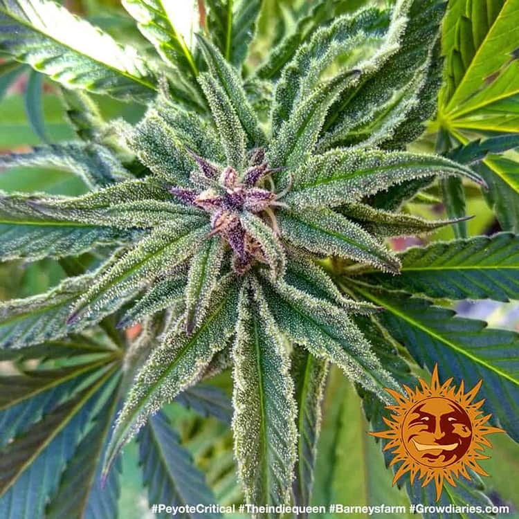 Barney's Farm Peyote Critical Feminisiert