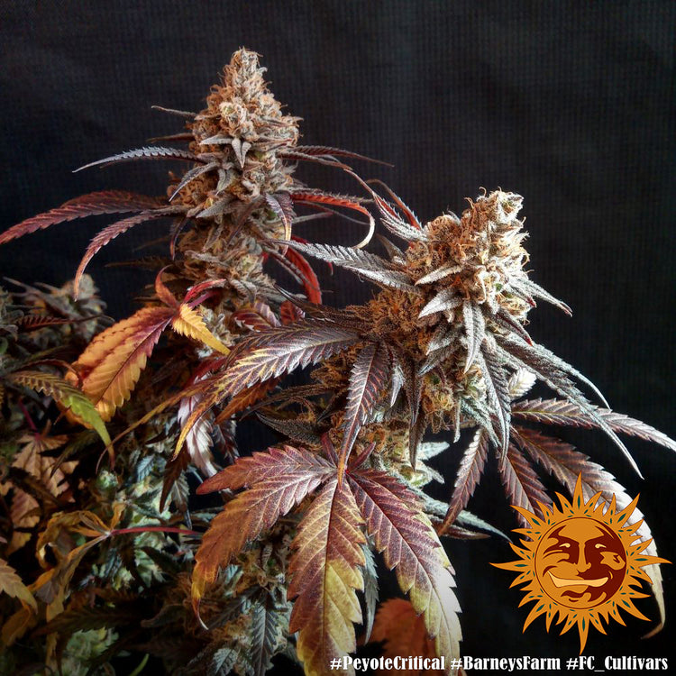 Barney's Farm Peyote Critical Feminisiert