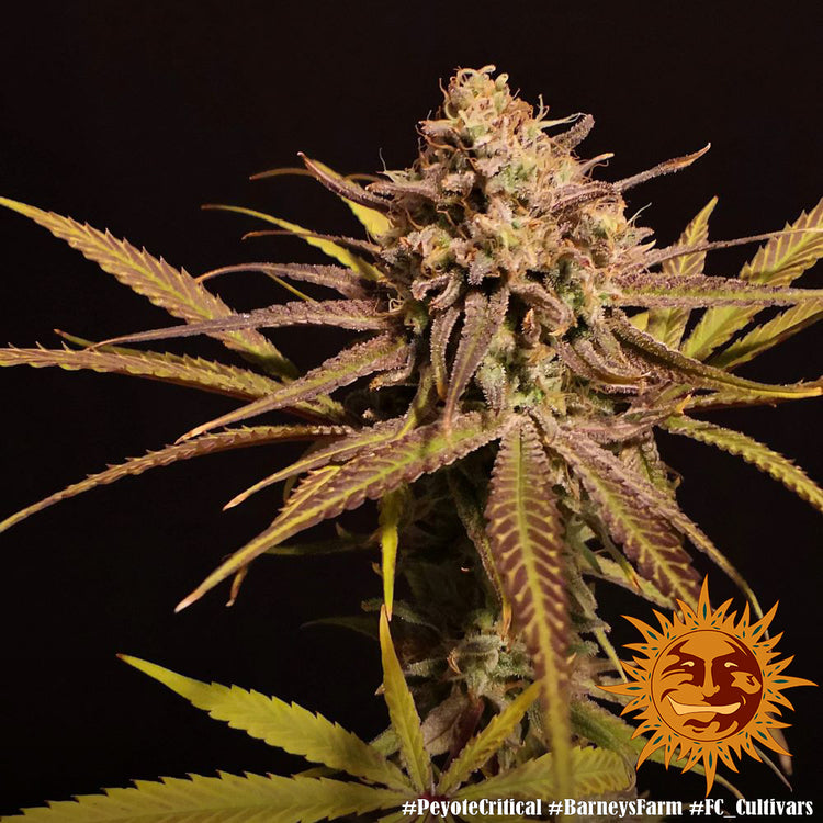 Barney's Farm Peyote Critical Feminisiert