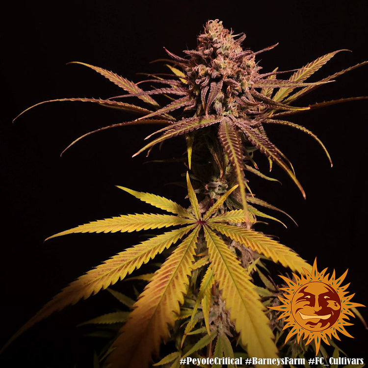 Barney's Farm Peyote Critical Feminisiert