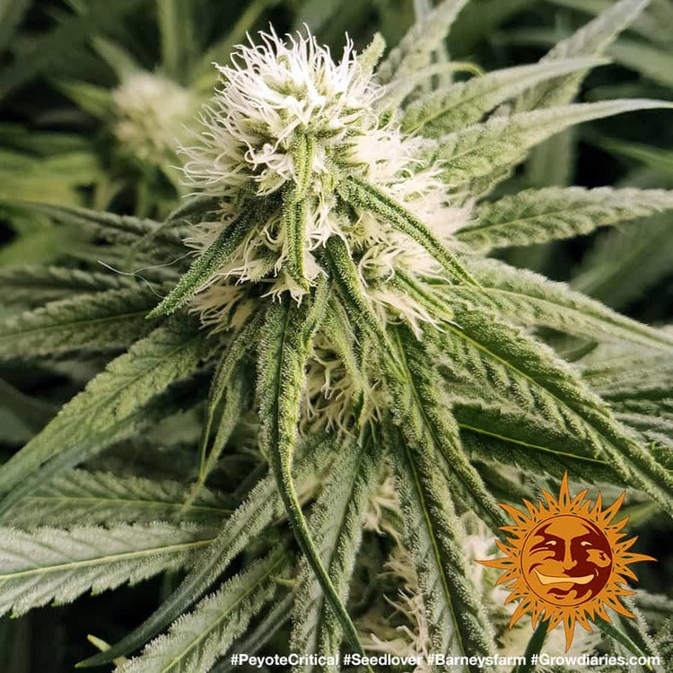 Barney's Farm Peyote Critical Feminisiert