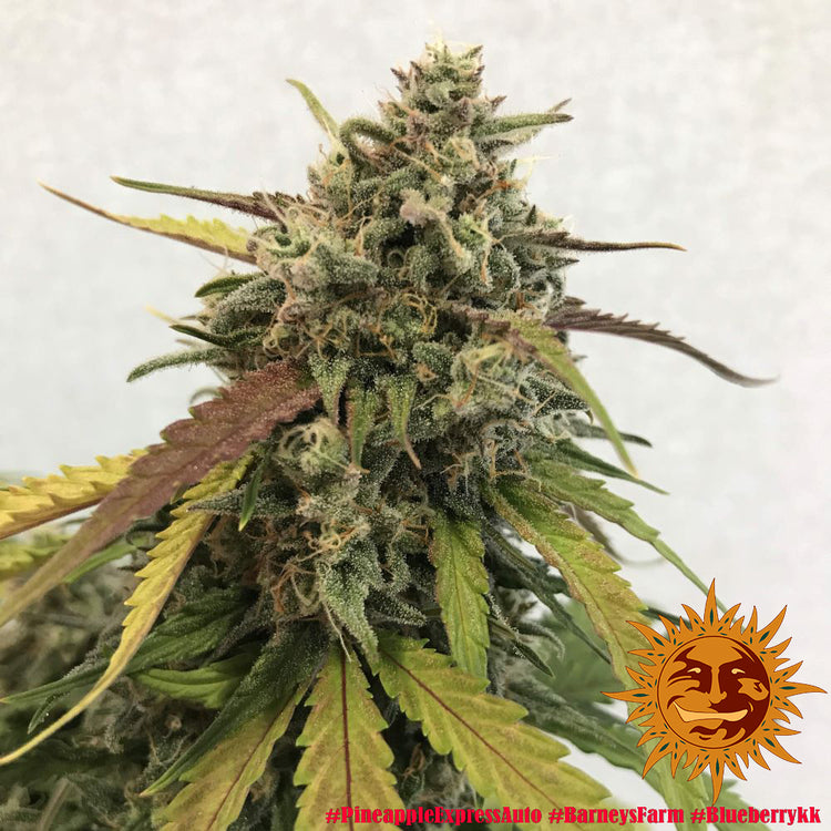 Barney's Farm Pineapple Express Auto Feminisierte Autoflower