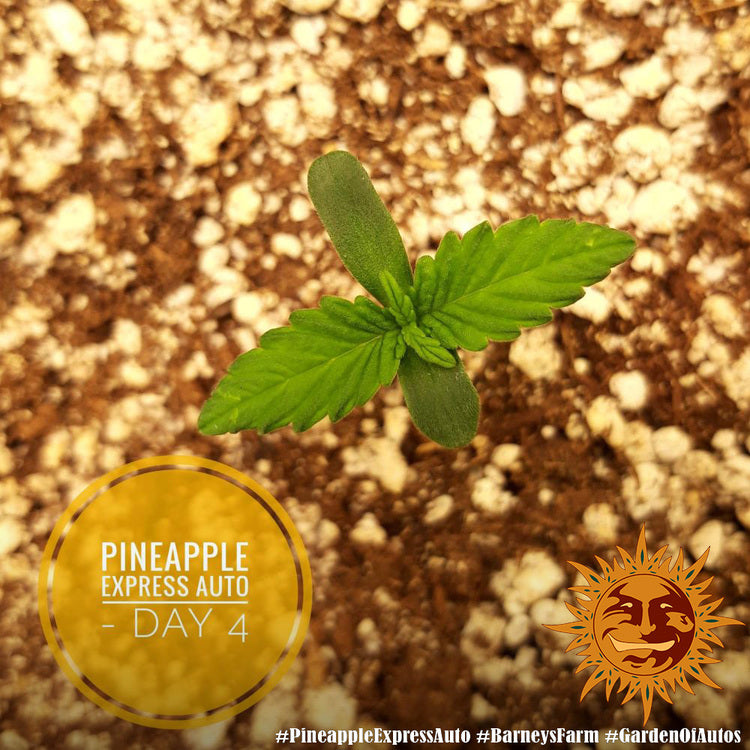 Barney's Farm Pineapple Express Auto Feminisierte Autoflower