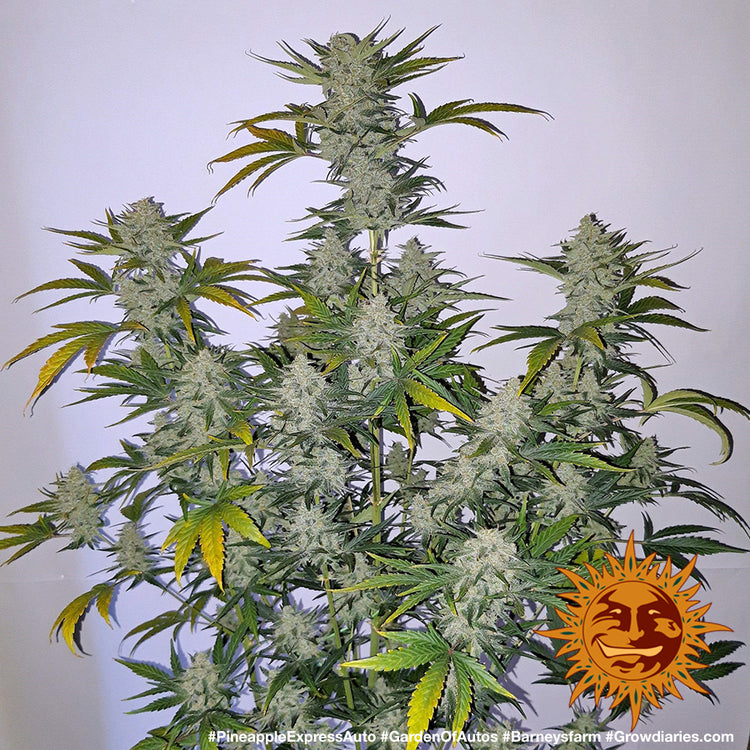 Barney's Farm Pineapple Express Auto Feminisierte Autoflower
