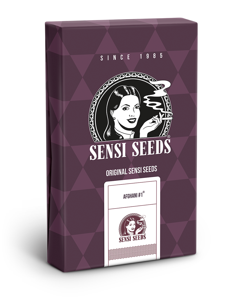 Sensi Seeds Afghani #1 Feminisiert