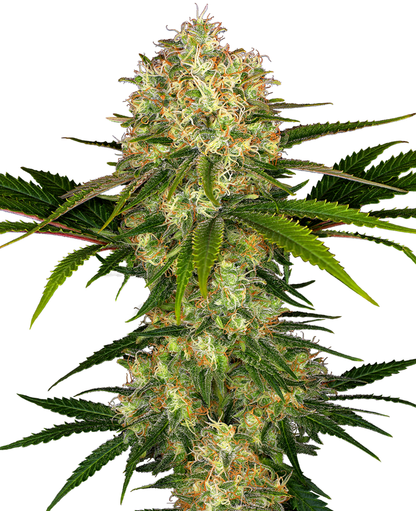 Sensi Seeds Afghani #1 Feminisiert