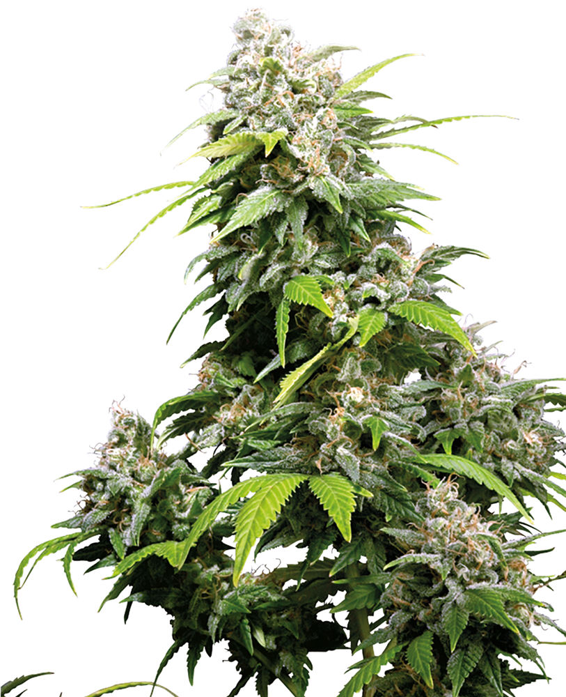 Sensi Seeds California Indica Feminisiert