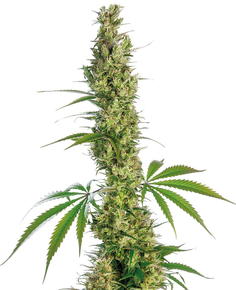 Sensi Seeds Eagle Bill Regular