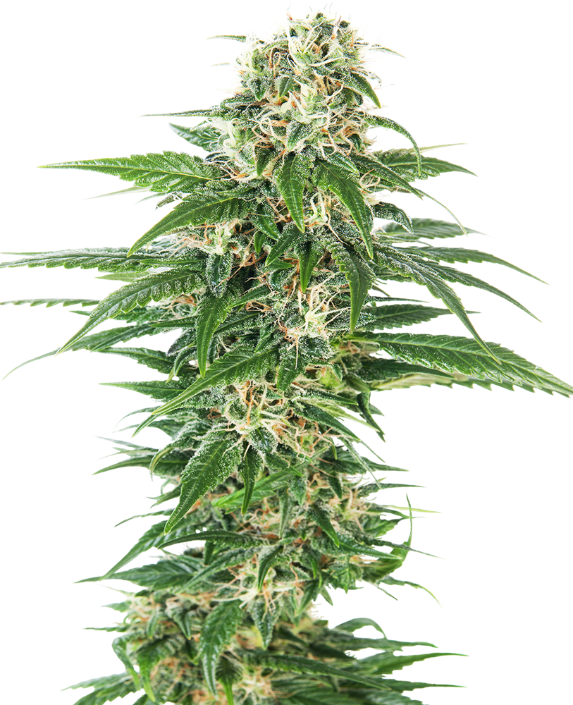 Sensi Seeds Early Skunk Automatic Feminisierte Autoflower