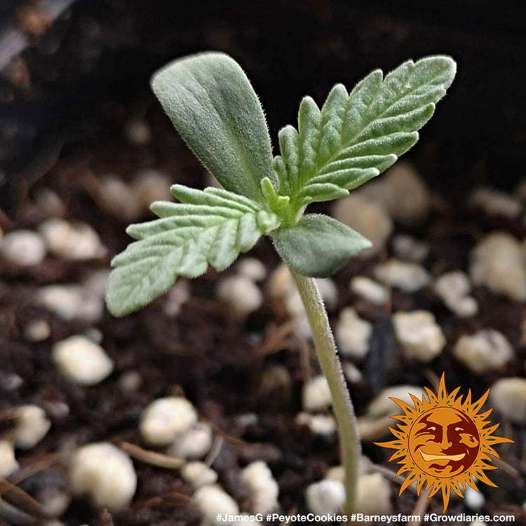 Barney's Farm Peyote Cookies Feminisiert