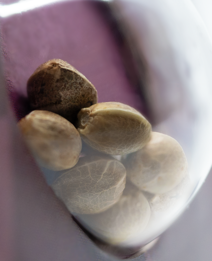 Sensi Seeds Michka Feminisiert