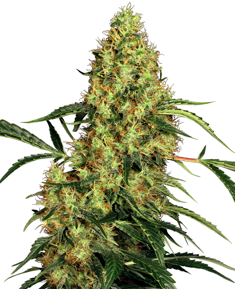 Sensi Seeds Mexican Sativa feminisiert