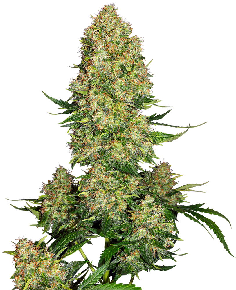 Sensi Seeds Skunk 1 Autoflowering Feminisierte Autoflower