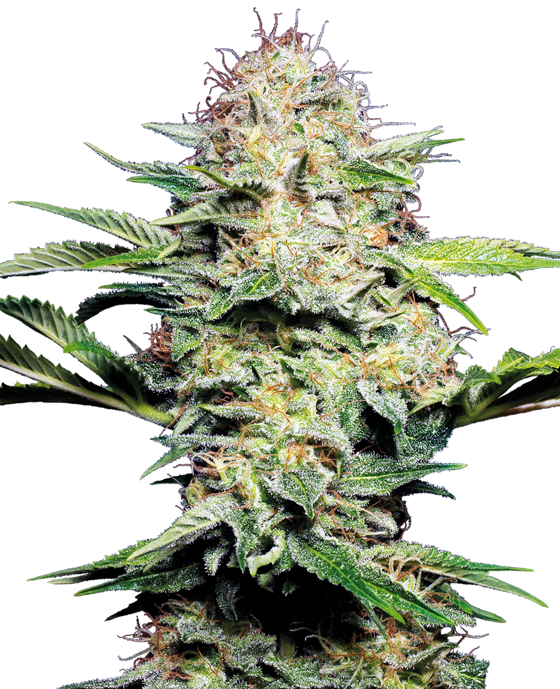 Sensi Seeds Sensi Skunk Automatic Feminisiert Autoflower