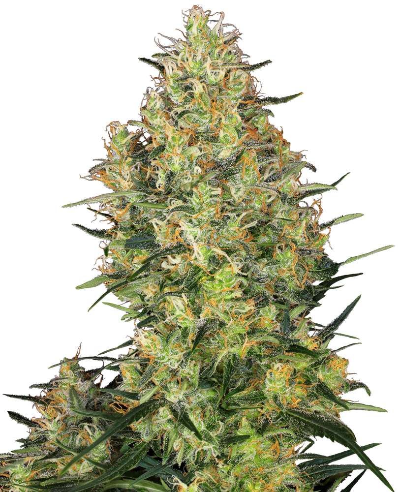 Sensi Seeds Shiva Skunk Feminisiert