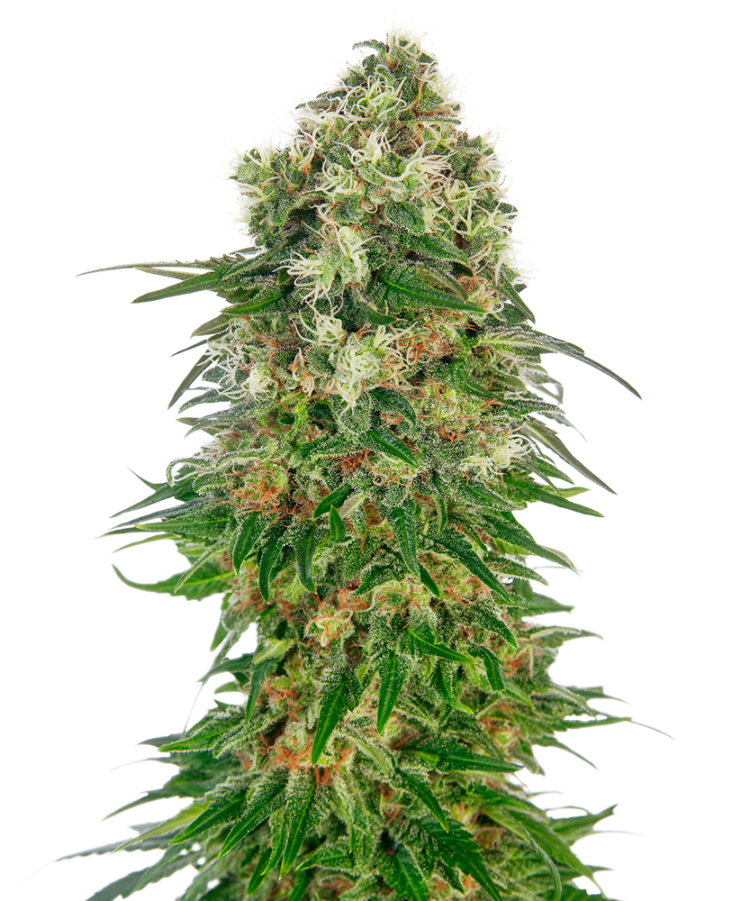 Sensi Seeds Shiva Skunk Automatic Feminisiert Autoflower