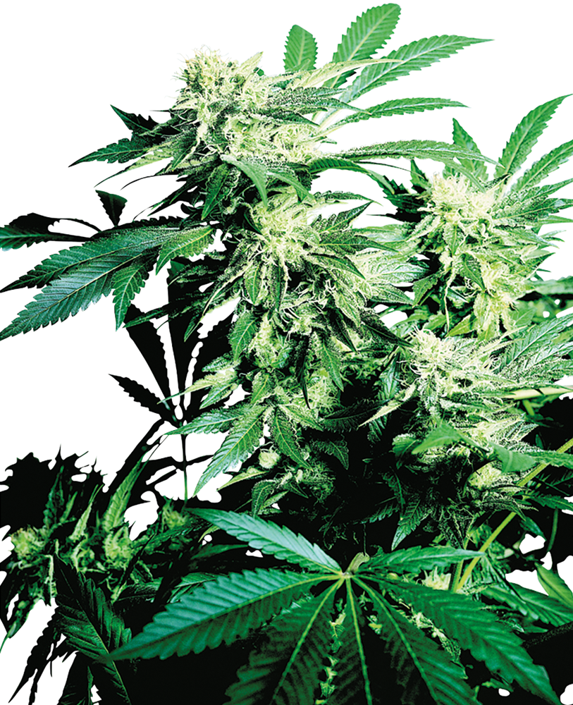 Sensi Seeds Skunk Kush Feminisiert