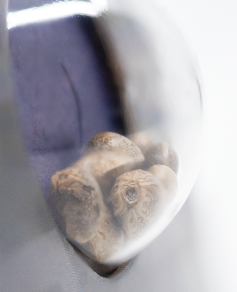 Sensi Seeds Super Skunk Autoflowering Feminisierte Autoflower