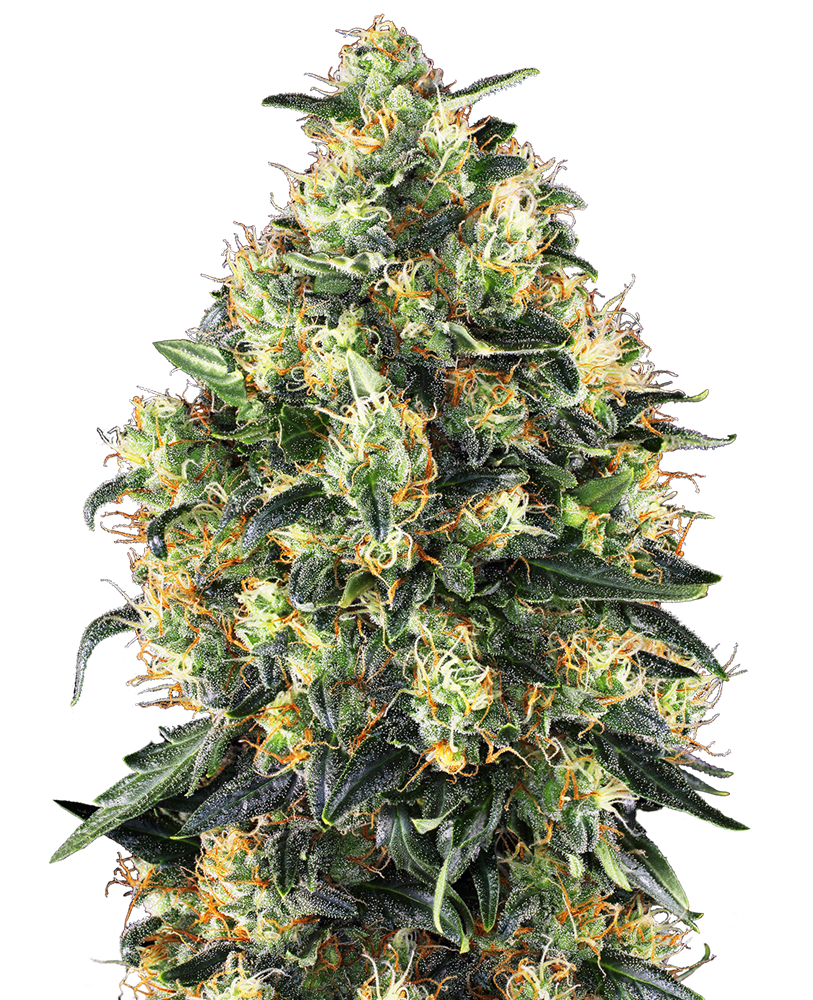 Sensi Seeds Super Skunk Autoflowering Feminisierte Autoflower