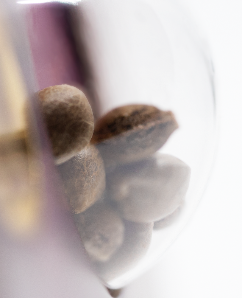 Sensi Seeds Super Skunk feminisiert